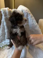 Hazel, a female Miniature Bernedoodle for sale in New Holland, PA – 6 of 9
