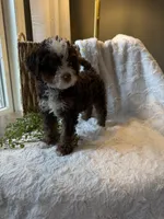 Hazel, a female Miniature Bernedoodle for sale in New Holland, PA – 2 of 9