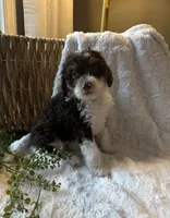 Ivy, a female Miniature Bernedoodle for sale in New Holland, PA – 8 of 9