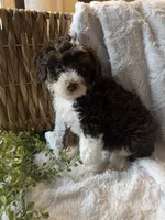 Casper, a male Miniature Bernedoodle for sale in New Holland, PA – 1 of 6