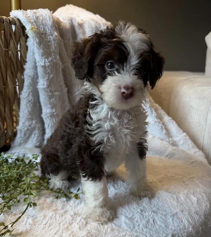 Stetson – Miniature Bernedoodle puppy for sale in New Holland, PA