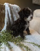 Willow, a female Miniature Bernedoodle for sale in New Holland, PA – 5 of 8