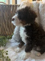 Bentley, a male Miniature Bernedoodle for sale in New Holland, PA – 6 of 6