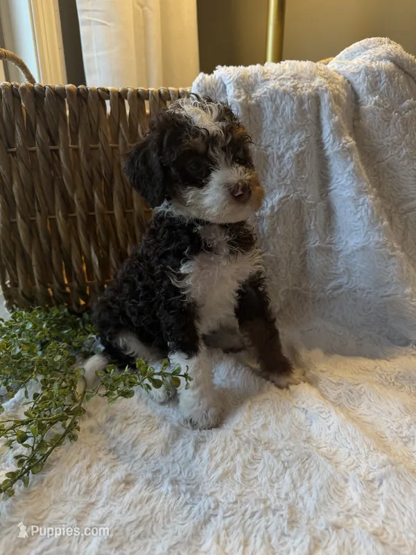 Ella, a female Miniature Bernedoodle for sale in New Holland, PA – 1 of 7