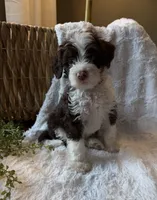 Stetson, a male Miniature Bernedoodle for sale in New Holland, PA – 9 of 9