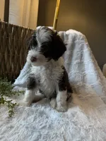 Stetson, a male Miniature Bernedoodle for sale in New Holland, PA – 8 of 9
