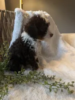 Bentley, a male Miniature Bernedoodle for sale in New Holland, PA – 3 of 6