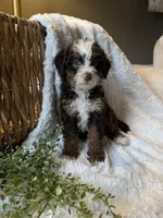 Hazel, a female Miniature Bernedoodle for sale in New Holland, PA – 1 of 9