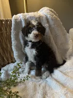 Ella, a female Miniature Bernedoodle for sale in New Holland, PA – 5 of 7