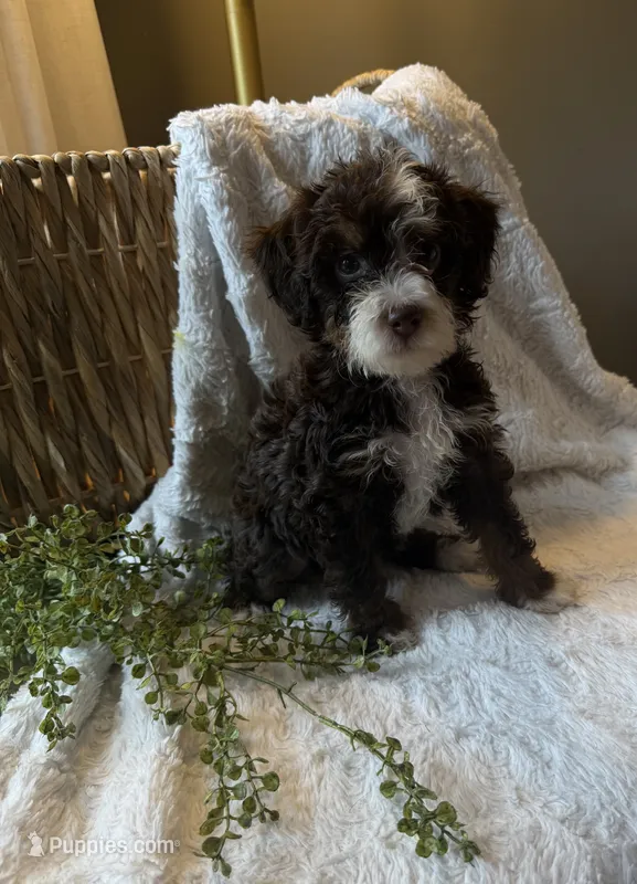 Willow – Miniature Bernedoodle puppy for sale in New Holland, PA