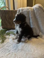 Ella, a female Miniature Bernedoodle for sale in New Holland, PA – 6 of 7