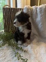 Bentley, a male Miniature Bernedoodle for sale in New Holland, PA – 5 of 6
