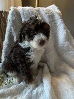 Casper, a male Miniature Bernedoodle for sale in New Holland, PA – 3 of 6
