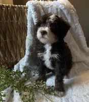 Willow, a female Miniature Bernedoodle for sale in New Holland, PA – 3 of 8