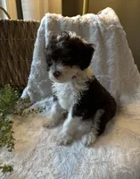 Ivy, a female Miniature Bernedoodle for sale in New Holland, PA – 5 of 9