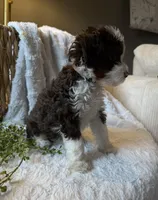 Stetson, a male Miniature Bernedoodle for sale in New Holland, PA – 5 of 9
