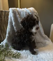 Willow, a female Miniature Bernedoodle for sale in New Holland, PA – 7 of 8
