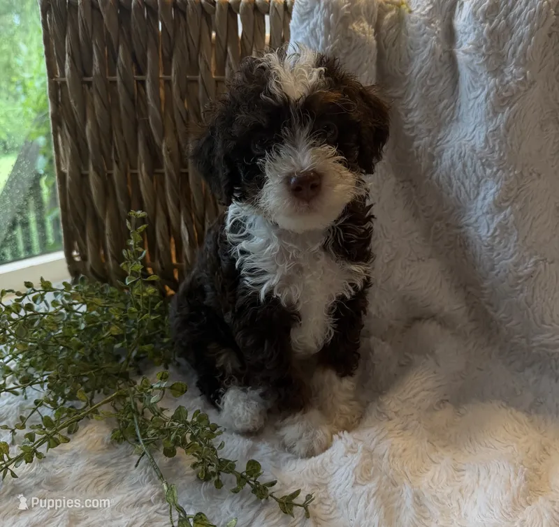 Bentley – Miniature Bernedoodle puppy for sale in New Holland, PA