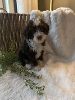 Bentley, a male Miniature Bernedoodle for sale in New Holland, PA – 4 of 6