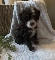 Willow, a female Miniature Bernedoodle for sale in New Holland, PA – 8 of 8