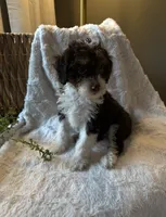 Ivy, a female Miniature Bernedoodle for sale in New Holland, PA – 4 of 9