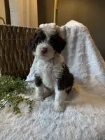 Stetson, a male Miniature Bernedoodle for sale in New Holland, PA – 6 of 9