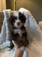 Hazel, a female Miniature Bernedoodle for sale in New Holland, PA – 3 of 9