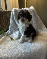 Ivy, a female Miniature Bernedoodle for sale in New Holland, PA – 3 of 9
