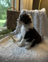 Ivy, a female Miniature Bernedoodle for sale in New Holland, PA – 6 of 9