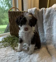 Stetson, a male Miniature Bernedoodle for sale in New Holland, PA – 2 of 9
