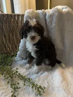 Bentley, a male Miniature Bernedoodle for sale in New Holland, PA – 2 of 6