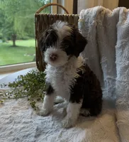 Stetson, a male Miniature Bernedoodle for sale in New Holland, PA – 3 of 9