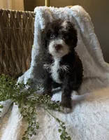 Willow, a female Miniature Bernedoodle for sale in New Holland, PA – 2 of 8