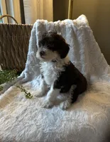 Ivy, a female Miniature Bernedoodle for sale in New Holland, PA – 7 of 9