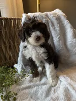 Casper, a male Miniature Bernedoodle for sale in New Holland, PA – 4 of 6