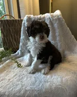 Ivy, a female Miniature Bernedoodle for sale in New Holland, PA – 9 of 9