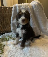 Ella, a female Miniature Bernedoodle for sale in New Holland, PA – 2 of 7