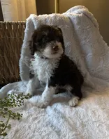 Ivy, a female Miniature Bernedoodle for sale in New Holland, PA – 2 of 9
