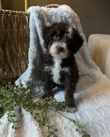 Willow, a female Miniature Bernedoodle for sale in New Holland, PA – 4 of 8