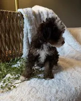 Hazel, a female Miniature Bernedoodle for sale in New Holland, PA – 8 of 9