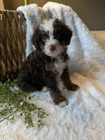 Hazel, a female Miniature Bernedoodle for sale in New Holland, PA – 5 of 9