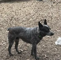 rockisha, a female Australian Cattle Dog for sale in Goreville, IL – Photo 10 of 10