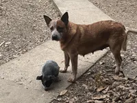 rockisha, a female Australian Cattle Dog for sale in Goreville, IL – Photo 9 of 10