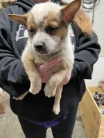 rockisha, a female Australian Cattle Dog for sale in Goreville, IL – Photo 5 of 10
