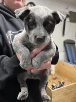 rockisha, a female Australian Cattle Dog for sale in Goreville, IL – Photo 8 of 10