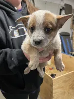 rockisha, a female Australian Cattle Dog for sale in Goreville, IL – Photo 4 of 10