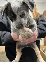 rockisha, a female Australian Cattle Dog for sale in Goreville, IL – Photo 2 of 10