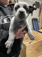 rockisha, a female Australian Cattle Dog for sale in Goreville, IL – Photo 7 of 10