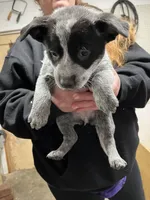 rockisha, a female Australian Cattle Dog for sale in Goreville, IL – Photo 1 of 10