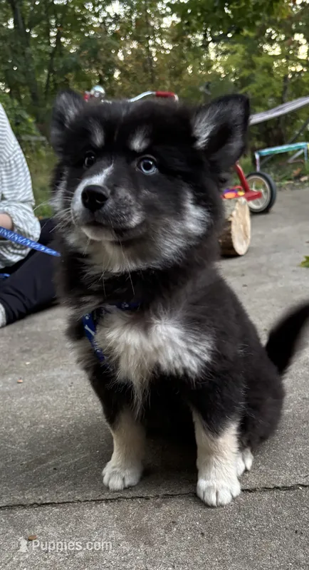 Stormy – Pomsky puppy for sale in Cadillac, MI